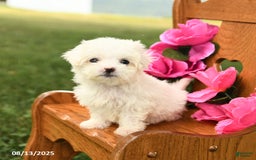 Maltese dogs for sale: Tiny - Image 1