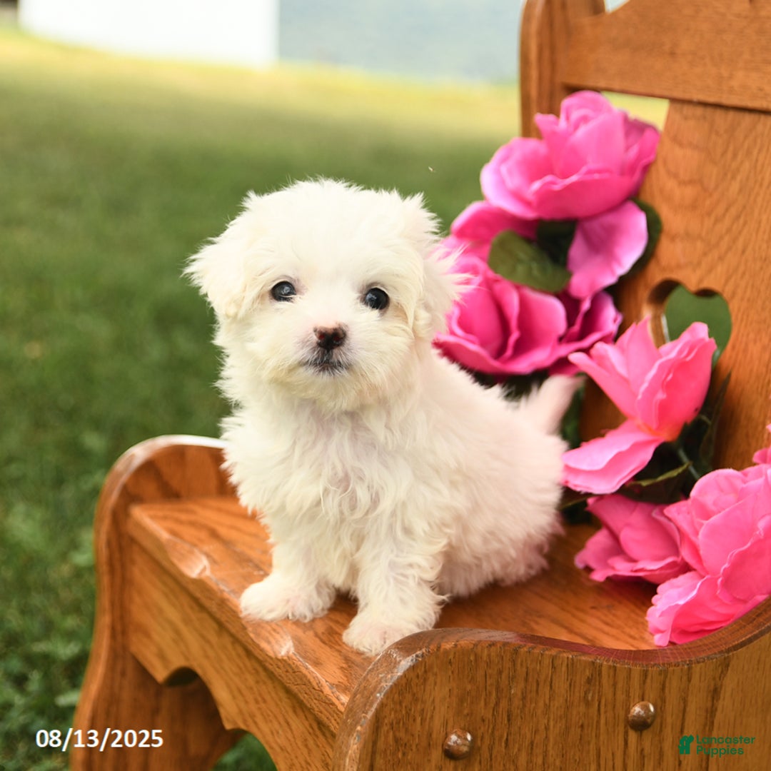 Maltese dogs for sale: Tiny - Image 1
