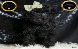 Miniature Poodle dogs for sale: Coal - Image 1