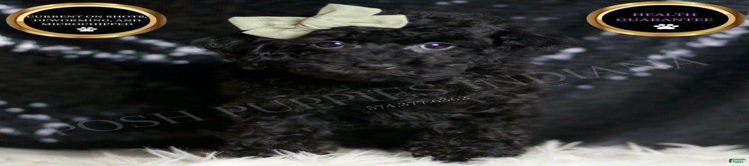 Coal