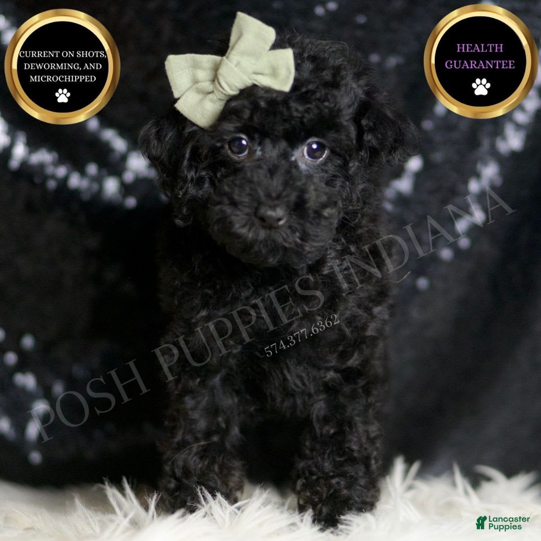Miniature Poodle dogs for sale: Coal - Image 1