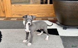 Italian Greyhound dogs for sale: Donny - Image 2