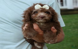 Cockapoo dogs for sale: Bailey - Image 12