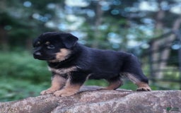 German Shepherd dogs for sale: Kimber - Image 12