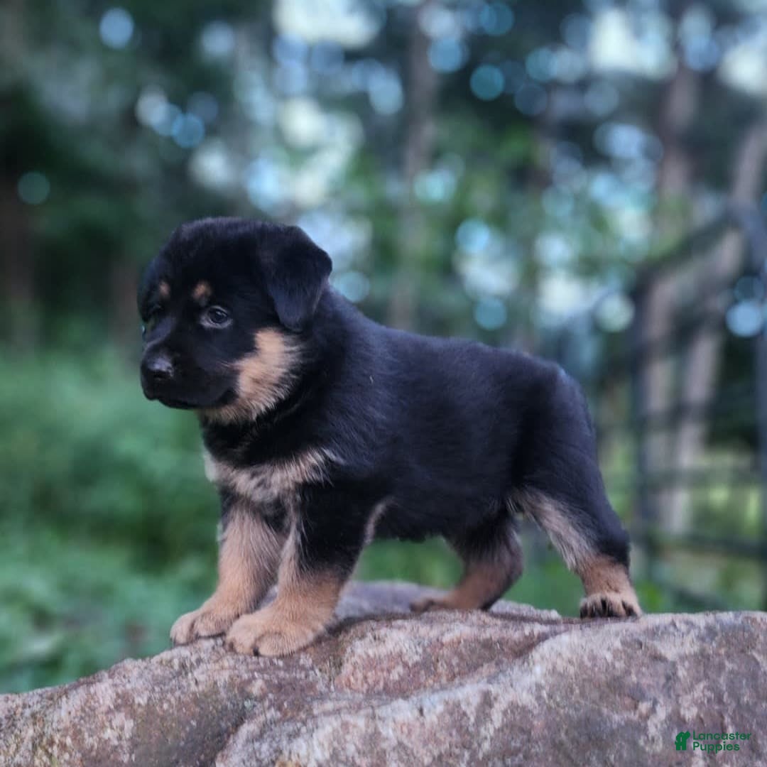 German Shepherd dogs for sale: Kimber - Image 12