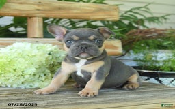 French Bulldog dogs for sale: Tilly - Image 2
