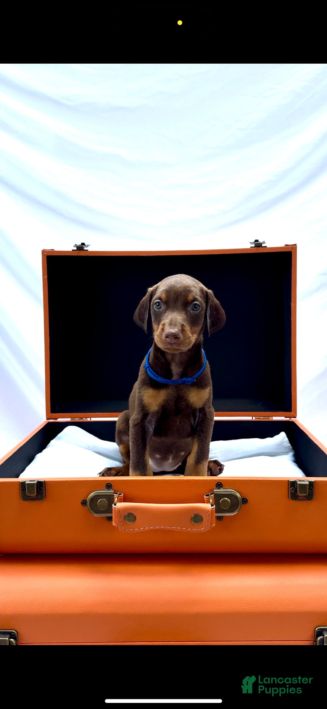 Doberman Pinscher dogs for sale: Hera - Image 1