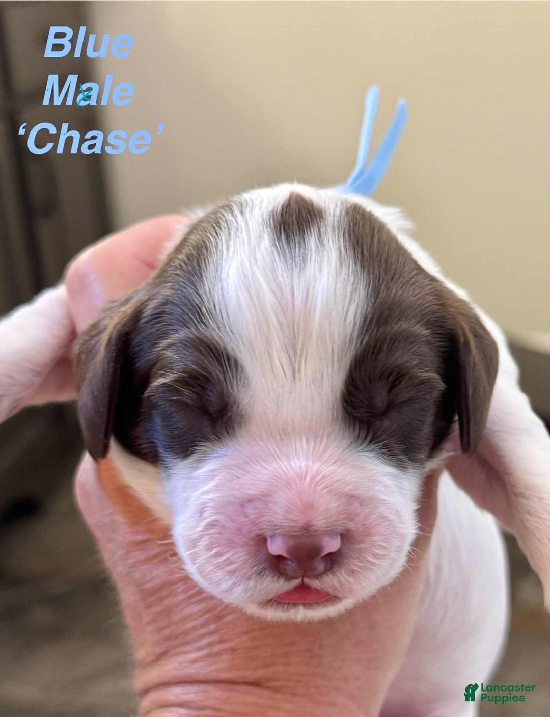 English Springer Spaniel dogs for sale: Chase - Image 1