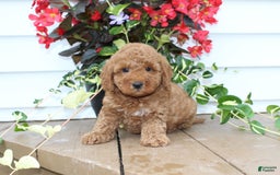 Mini Goldendoodle dogs for sale: Kris - Image 3