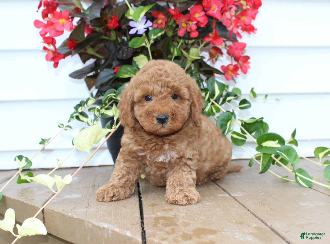 Mini Goldendoodle dogs for sale: Kris - Image 3