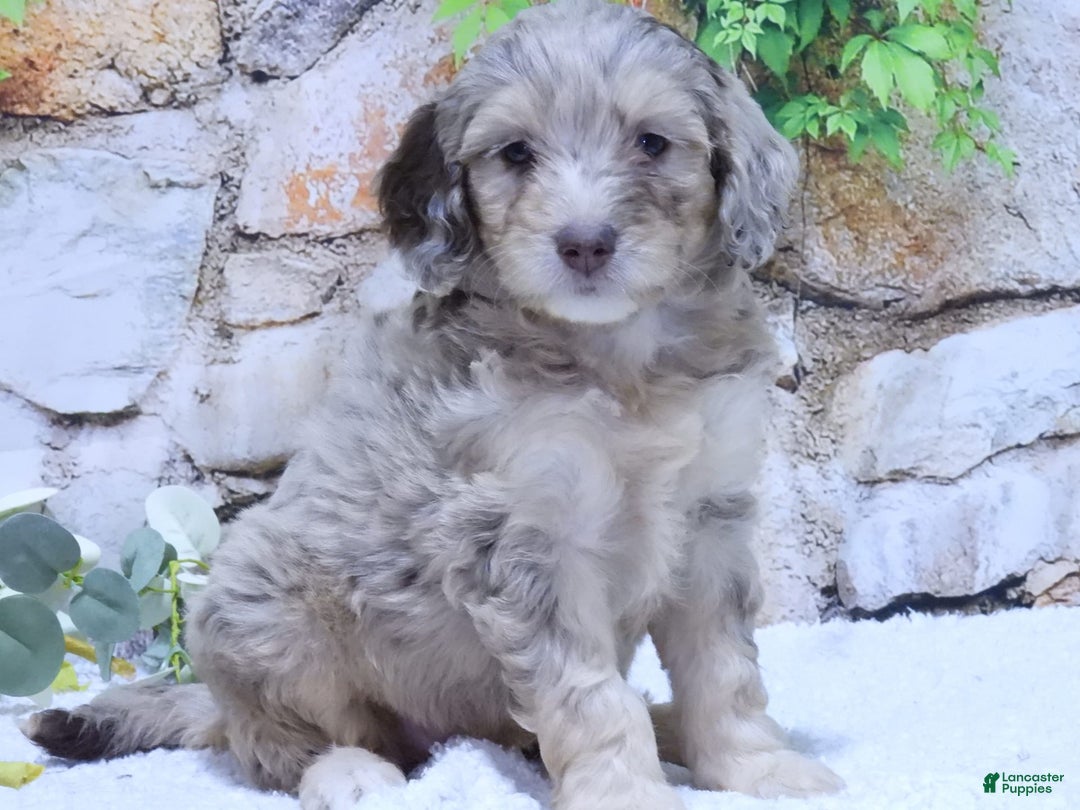Mini Goldendoodle dogs for sale: Haven F1b - Image 7