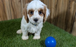 Cavapoo dogs for sale: Fiona Boy 1 - Image 10