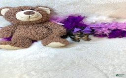 Yorkiepoo dogs for sale: Wren - Image 2