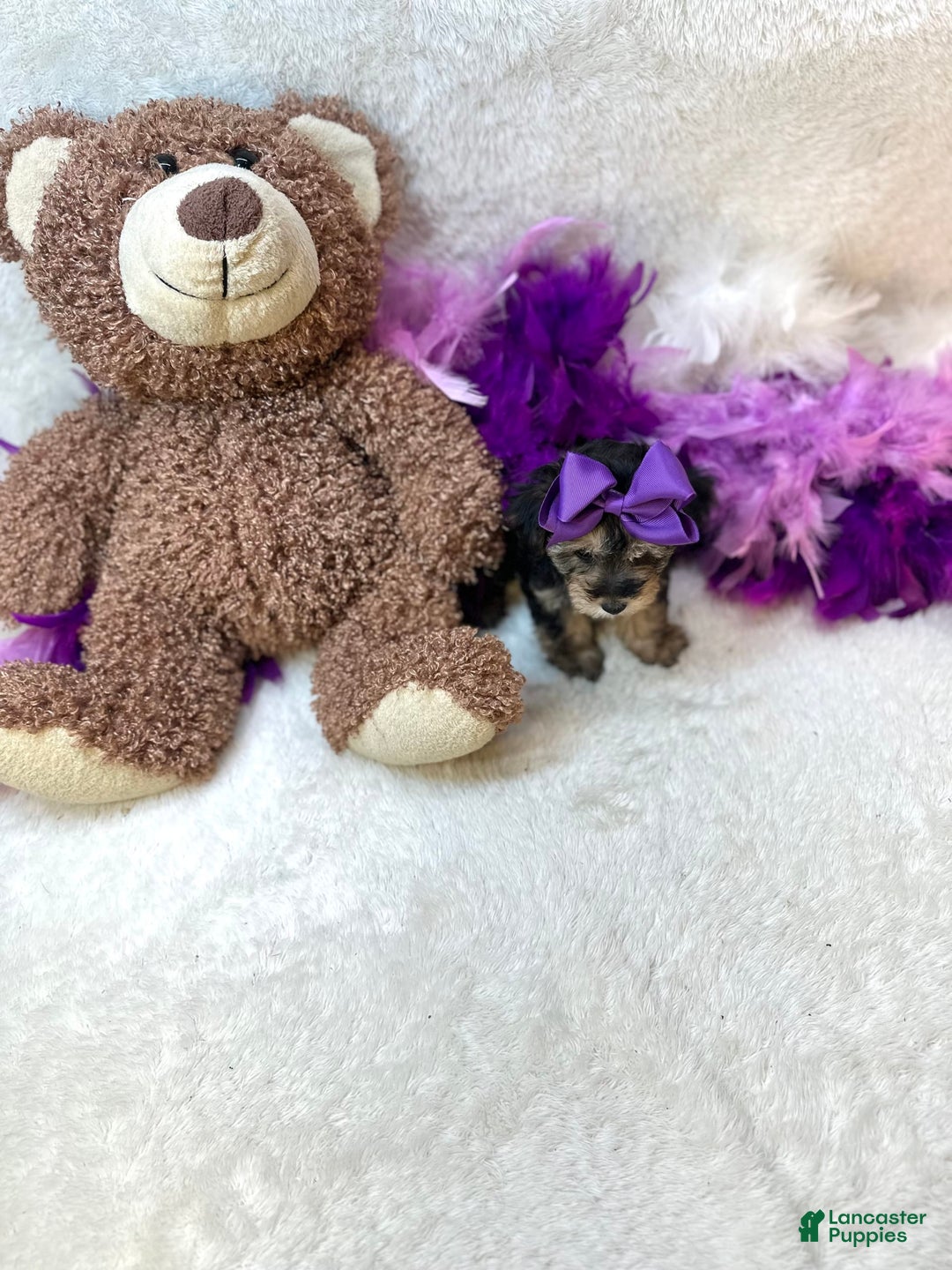 Yorkiepoo dogs for sale: Wren - Image 2