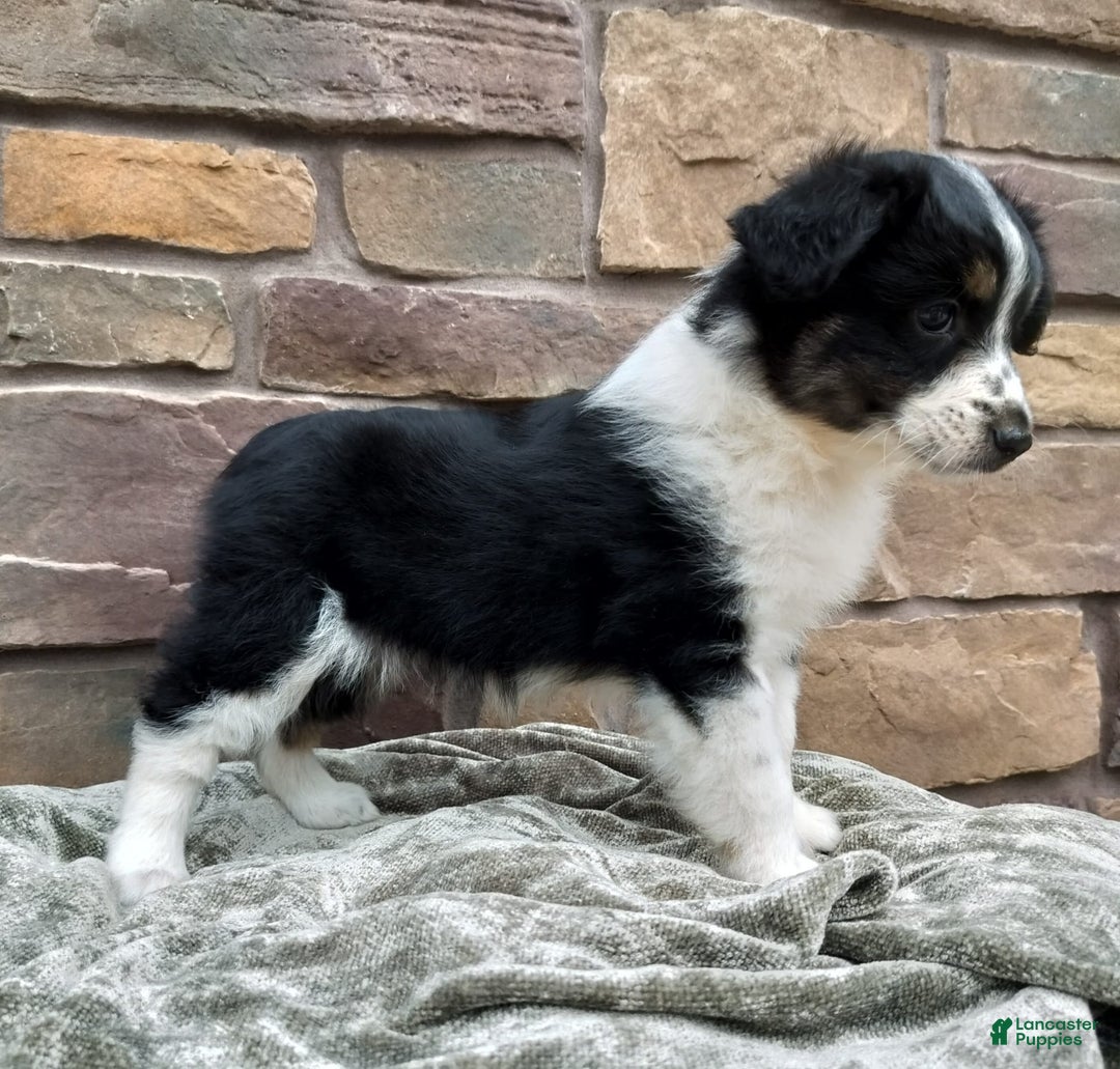 Miniature Australian Shepherd dogs for sale: Maggie - Image 6