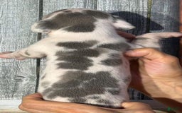 Great Dane dogs for sale: Iris - Blue Harlequin - Image 2