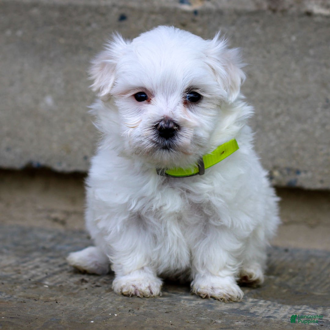 Maltese dogs for sale: River - Image 15