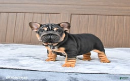 French Bulldog dogs for sale: Dahlia - Image 2