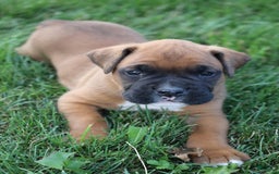 Boxer dogs for sale: Casper - Image 1