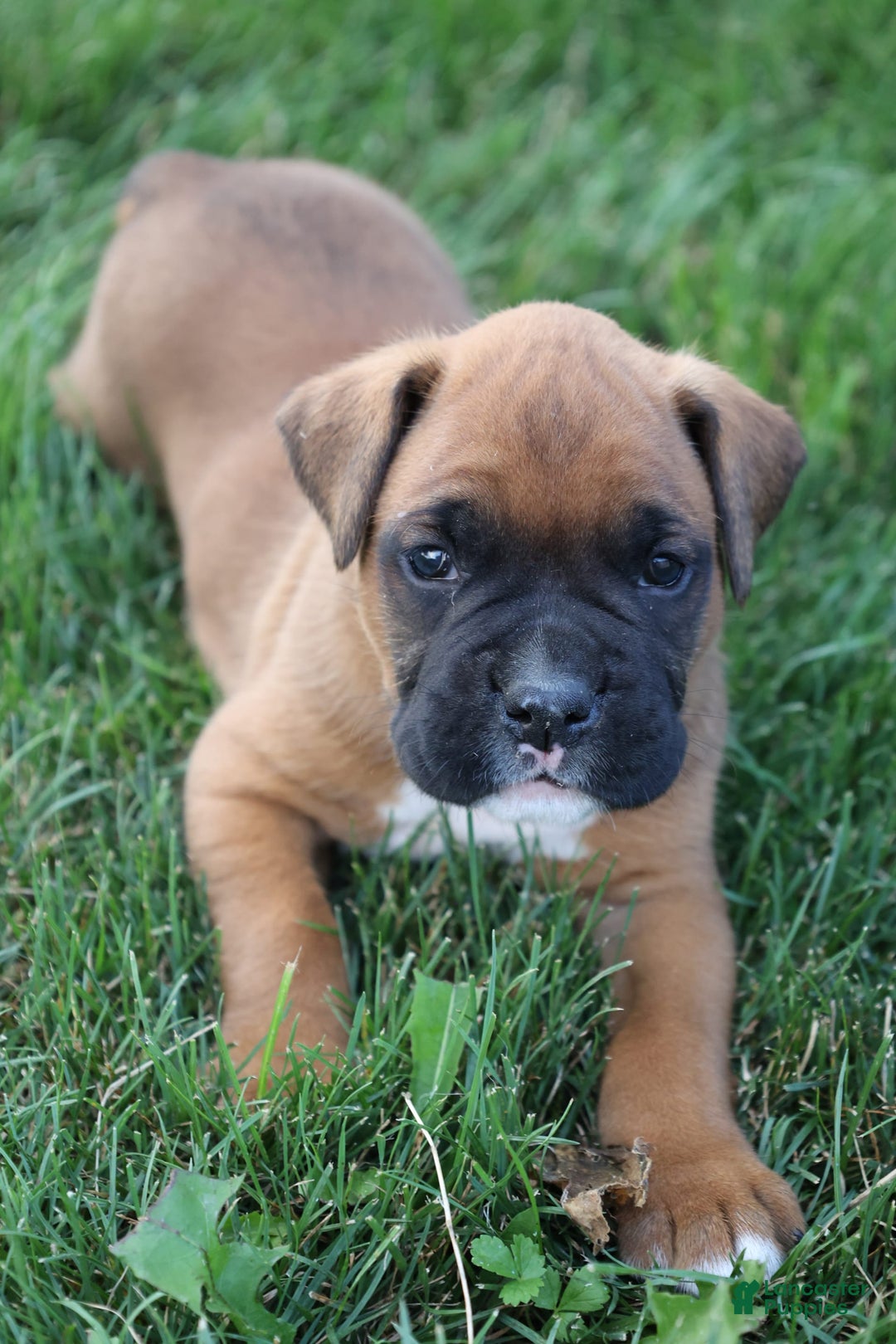 Boxer dogs for sale: Casper - Image 1