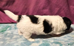 Chihuahua dogs for sale: Oscar - Image 4