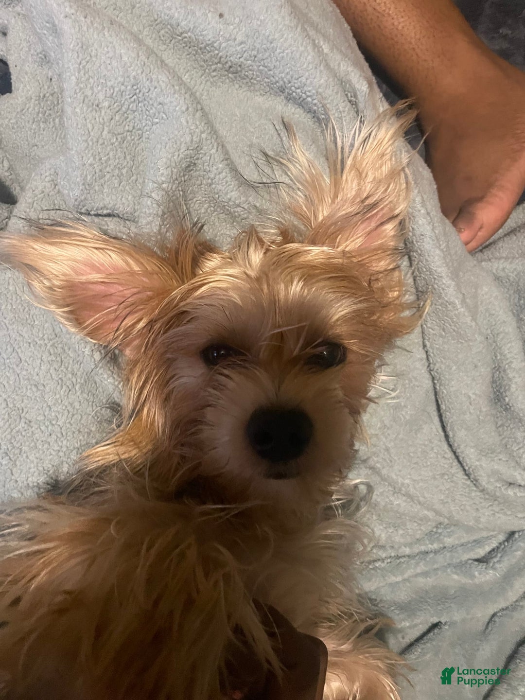 Yorkshire Terrier dogs for sale: Prince - Image 6