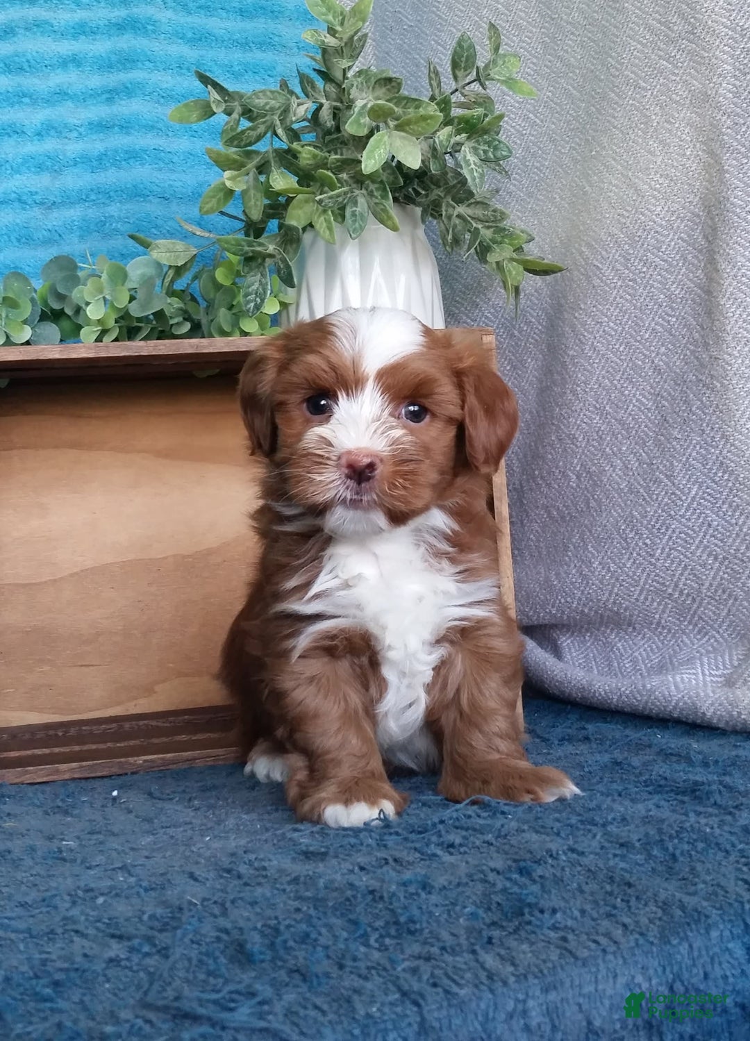 Havanese dogs for sale: Bryson - Image 5