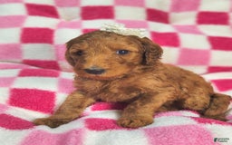 Mini Goldendoodle dogs for sale: Sena - Image 4