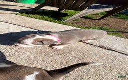 American Bully dogs for sale: Paris - Image 2