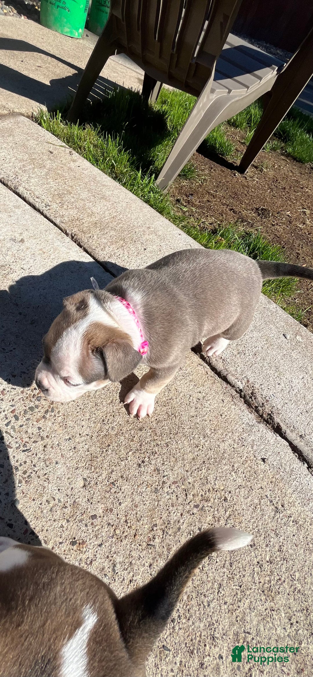 American Bully dogs for sale: Paris - Image 2