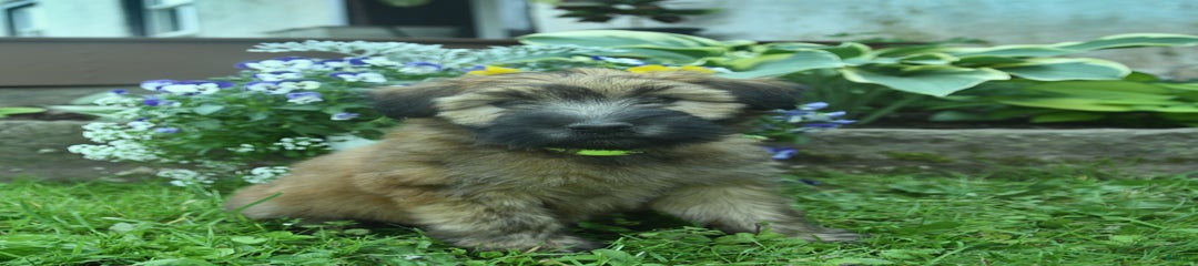 Sandie