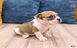 Beabull dogs for sale: Destiney - Image 1