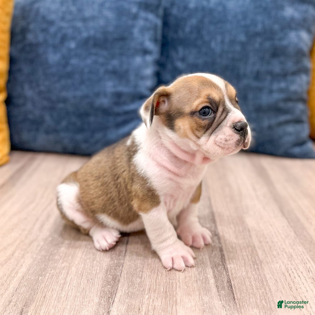 Beabull dogs for sale: Destiney - Image 1