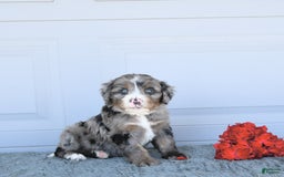 Miniature Bernese Mountain Dog dogs for sale: Sunflower - Image 8