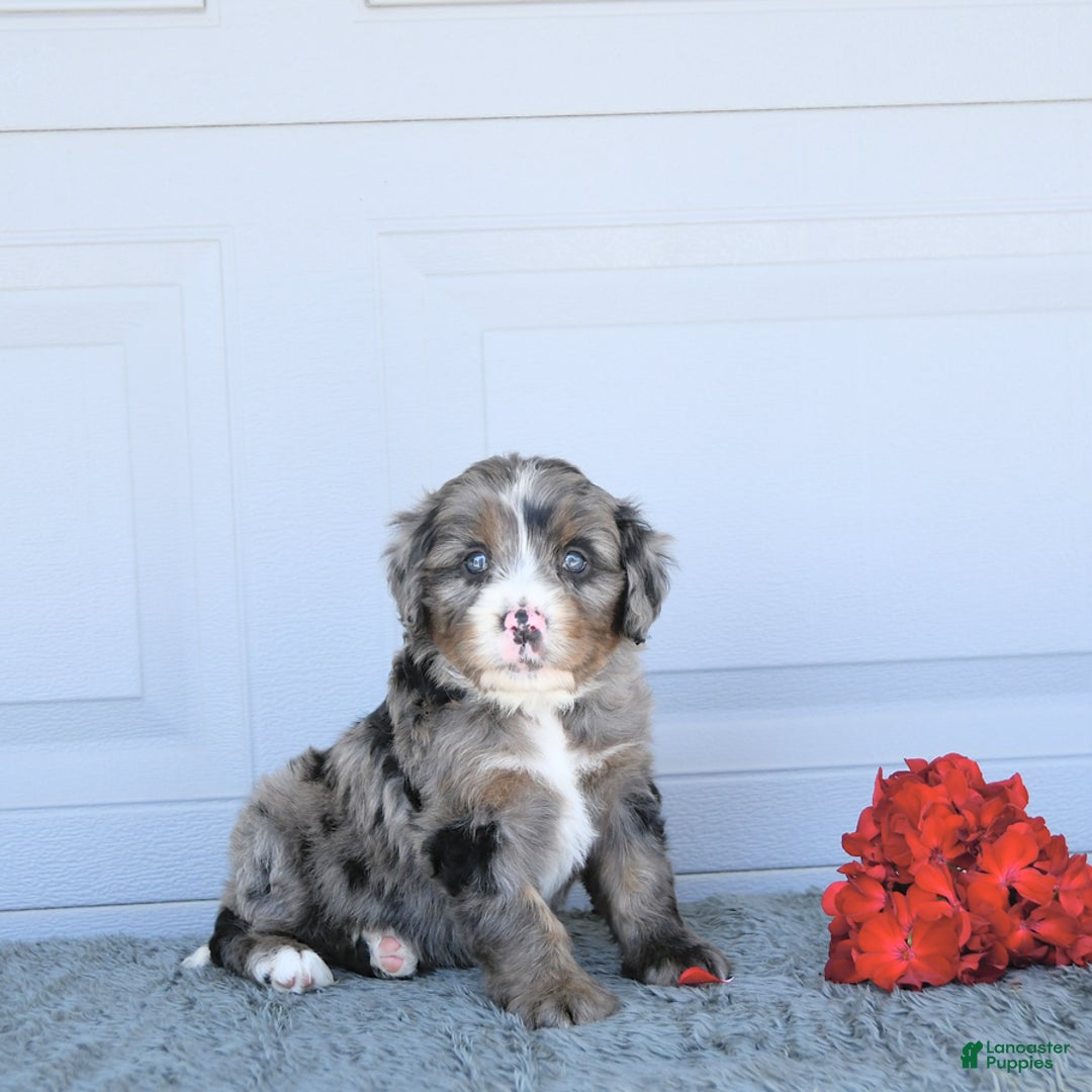 Miniature Bernese Mountain Dog dogs for sale: Sunflower - Image 8