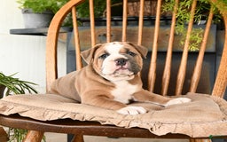 Olde English Bulldogge dogs for sale: Emerald - Image 2