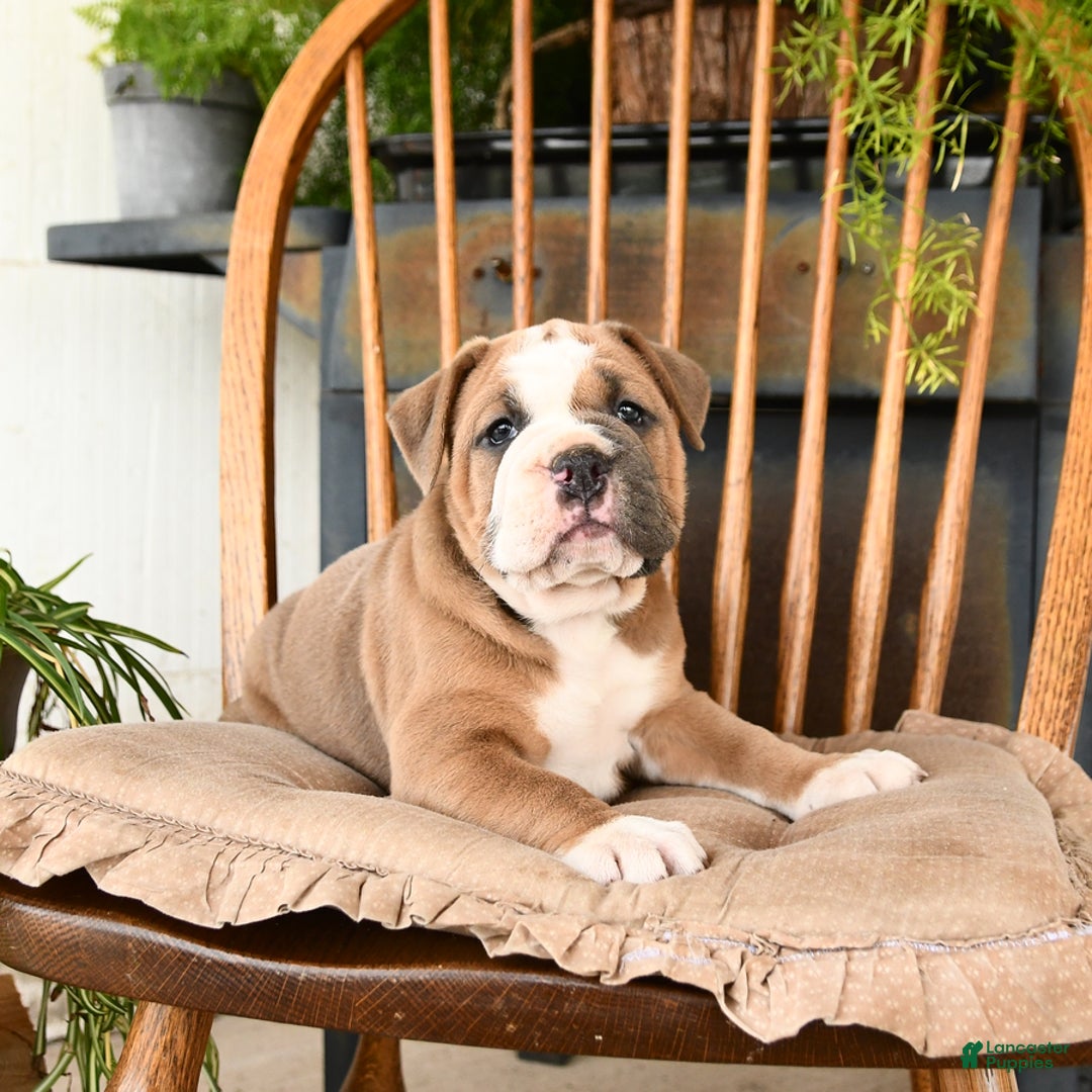 Olde English Bulldogge dogs for sale: Emerald - Image 2