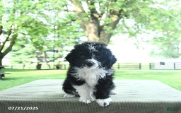 Mini Aussiedoodle dogs for sale: Wade - Image 11