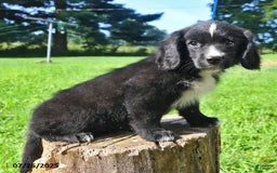 Golden Retriever dogs for sale: Toby - Image 4