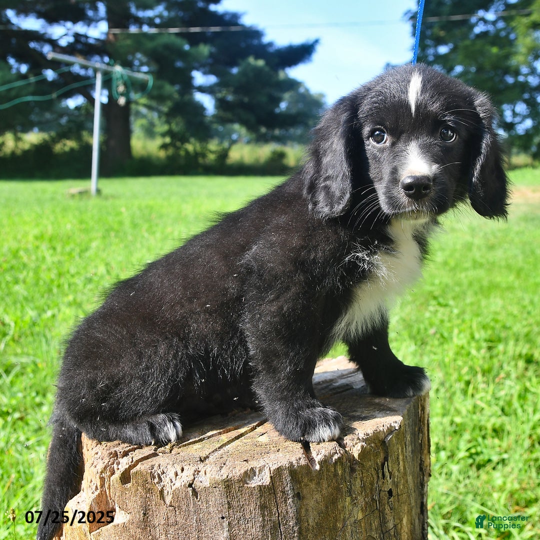Golden Retriever dogs for sale: Toby - Image 4
