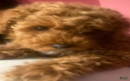 Miniature Poodle dogs for sale: Kash - Image 2