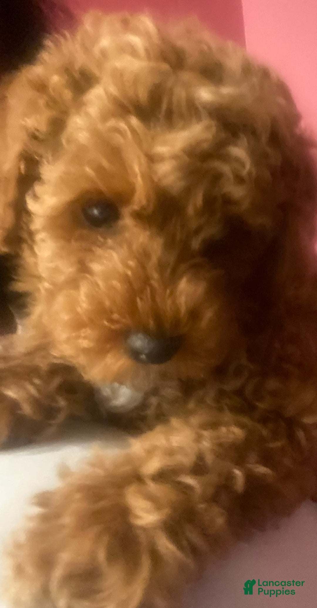 Miniature Poodle dogs for sale: Kash - Image 2