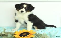 Miniature Australian Shepherd dogs for sale: Benji - Image 4