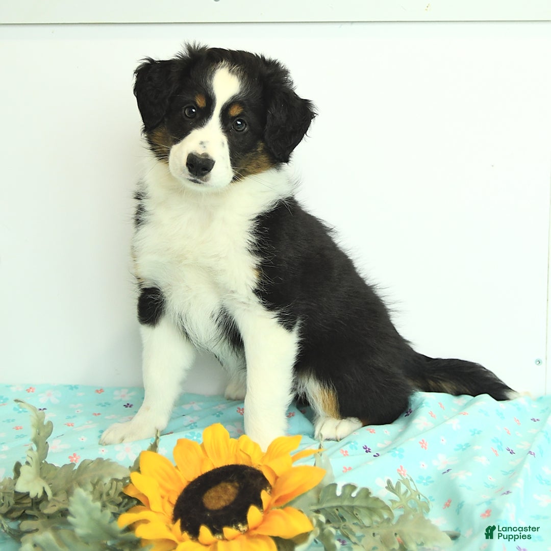 Miniature Australian Shepherd dogs for sale: Benji - Image 4