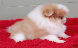 Pomeranian dogs for sale: Simon - Image 5