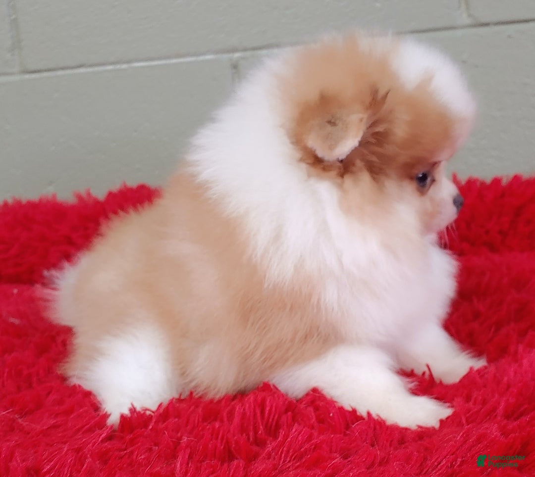 Pomeranian dogs for sale: Simon - Image 5
