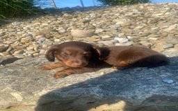 Miniature Dachshund dogs for sale: Beans - Image 6