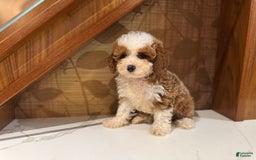 Cavapoo dogs for sale: Bailey - Image 2