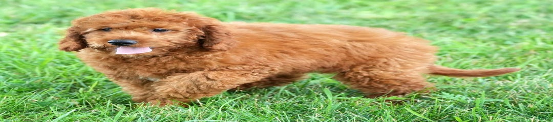 Nala