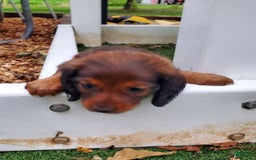Dachshund dogs for sale: Evie - Image 4